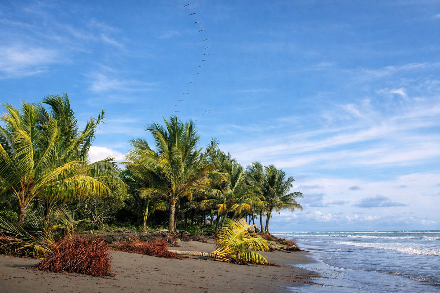 Kolumbien-Pazifikküste-Palmen