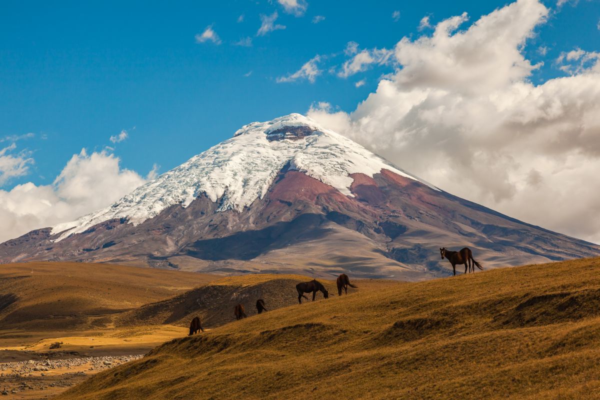 Eine Herde Wildpferde grast auf einer weiten Hochebene vor dem schneebedeckten Vulkan Cotopaxi in Ecuador.