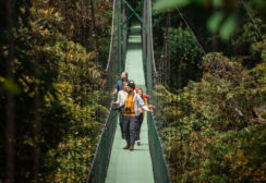 Reiseleiter geht mit Gruppe über eine Hängebrücke im Regenwald von Costa Rica