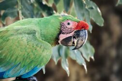 Nahaufnahme eines Grünen Aras mit grünem Gefieder und roter Stirn vor einer grünen Blattkulisse während einer Costa-Rica-Naturreise.