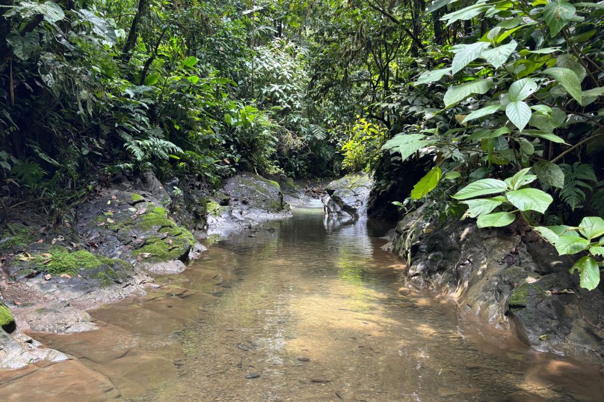 Ein kleiner, ruhiger Bach fließt durch dicht bewachsenen Regenwald in einem Nationalpark in Costa Rica.