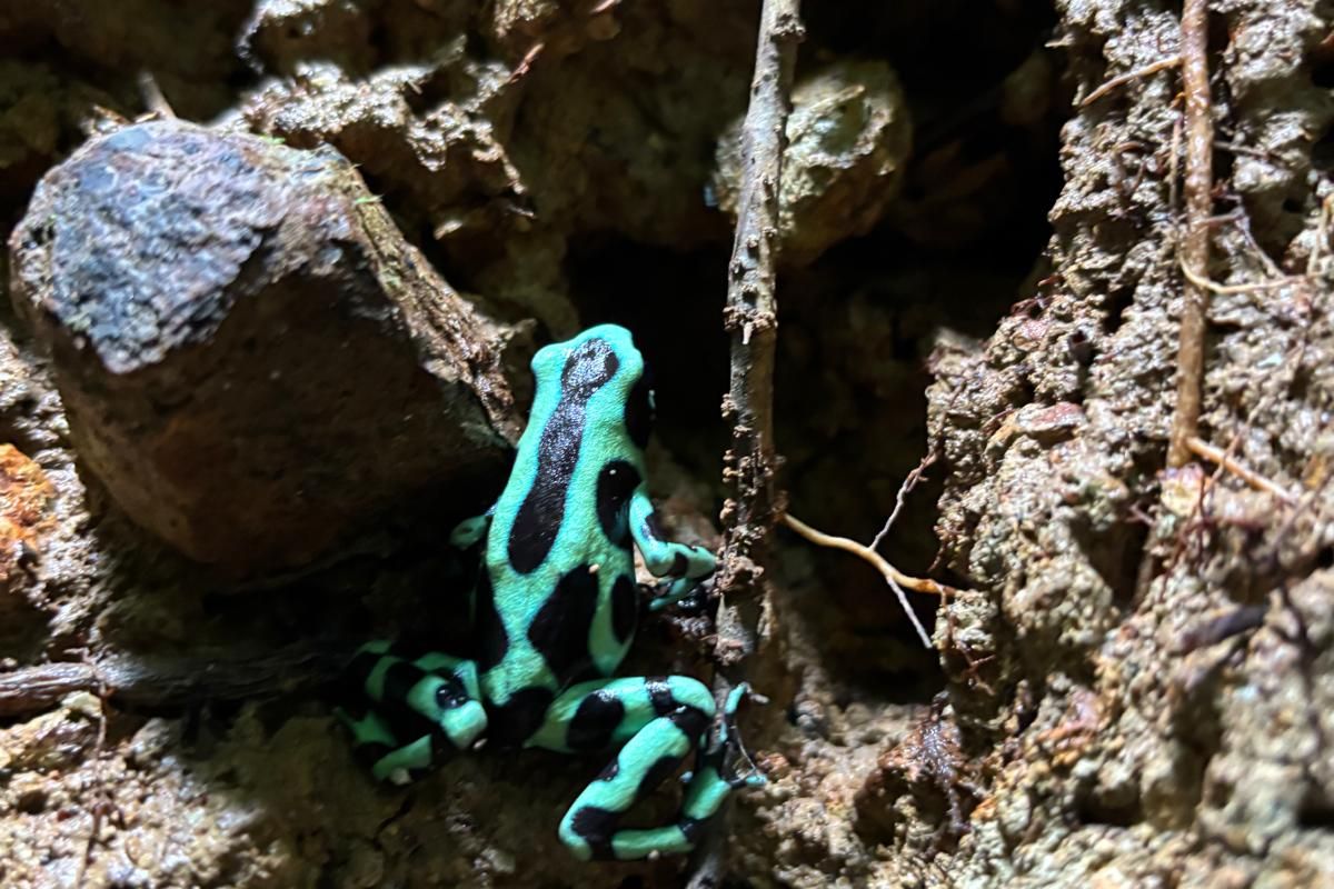 Ein schwarz-türkis gestreifter Pfeilgiftfrosch sitzt auf dem steinigen Waldboden während einer Naturreise durch den Regenwald in Costa Rica.