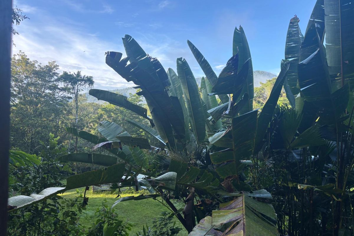 Blick auf große Bananenpflanzen und dichte tropische Vegetation unter blauem Himmel während einer Naturreise in Costa Rica.