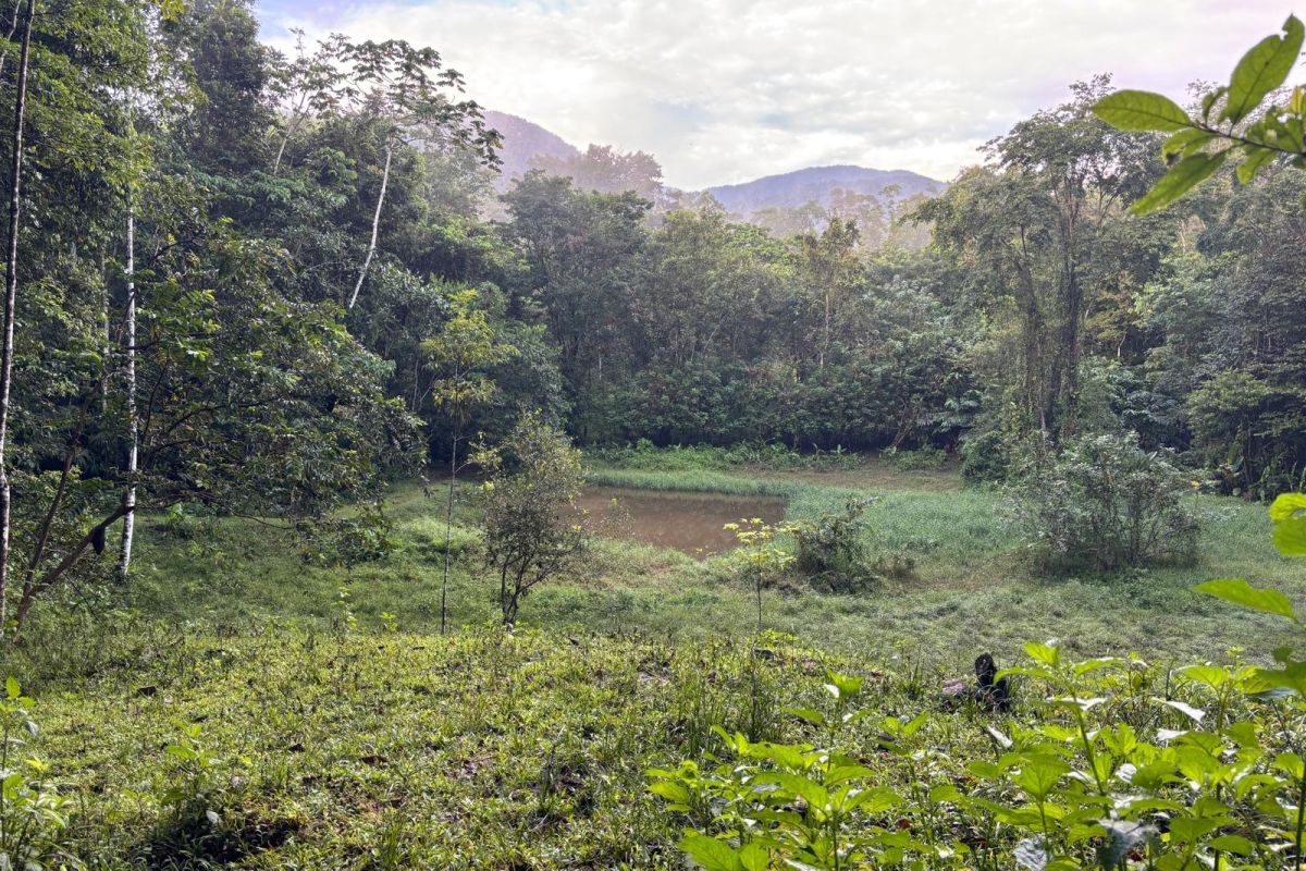 Eine grüne Lichtung mit einem kleinen Teich, umgeben von dichtem Regenwald und bewölkten Bergen während einer Naturreise in Costa Rica.