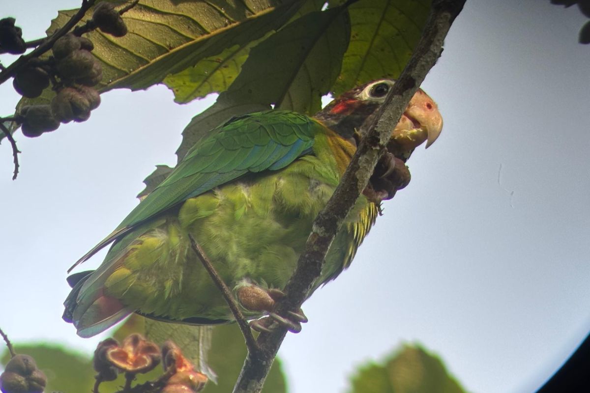 Ein grüner Papagei sitzt auf einem Ast unter großen Blättern im Regenwald während einer Naturreise in Costa Rica.