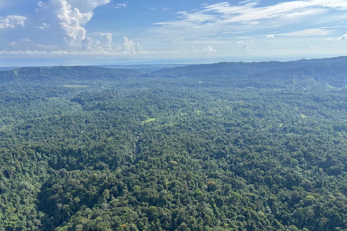 Luftaufnahme über eine weitläufige, dichte Regenwaldlandschaft und sanfte Hügel unter blauem Himmel während einer Naturreise in Costa Rica.