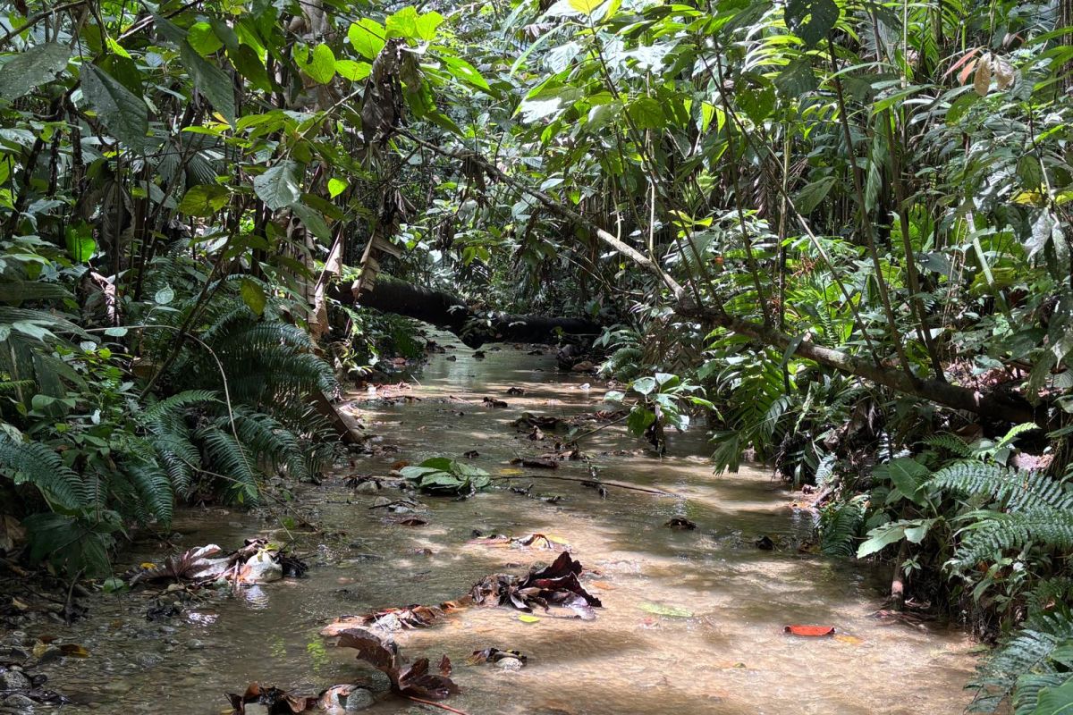 Ein schmaler Bach schlängelt sich durch dicht bewachsenen Regenwald während einer Naturreise in Costa Rica.