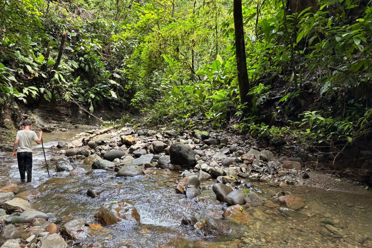 Ein Kind wandert mit einem Stock durch das flache Wasser eines Baches mitten im dichten Regenwald während einer Naturreise in Costa Rica.