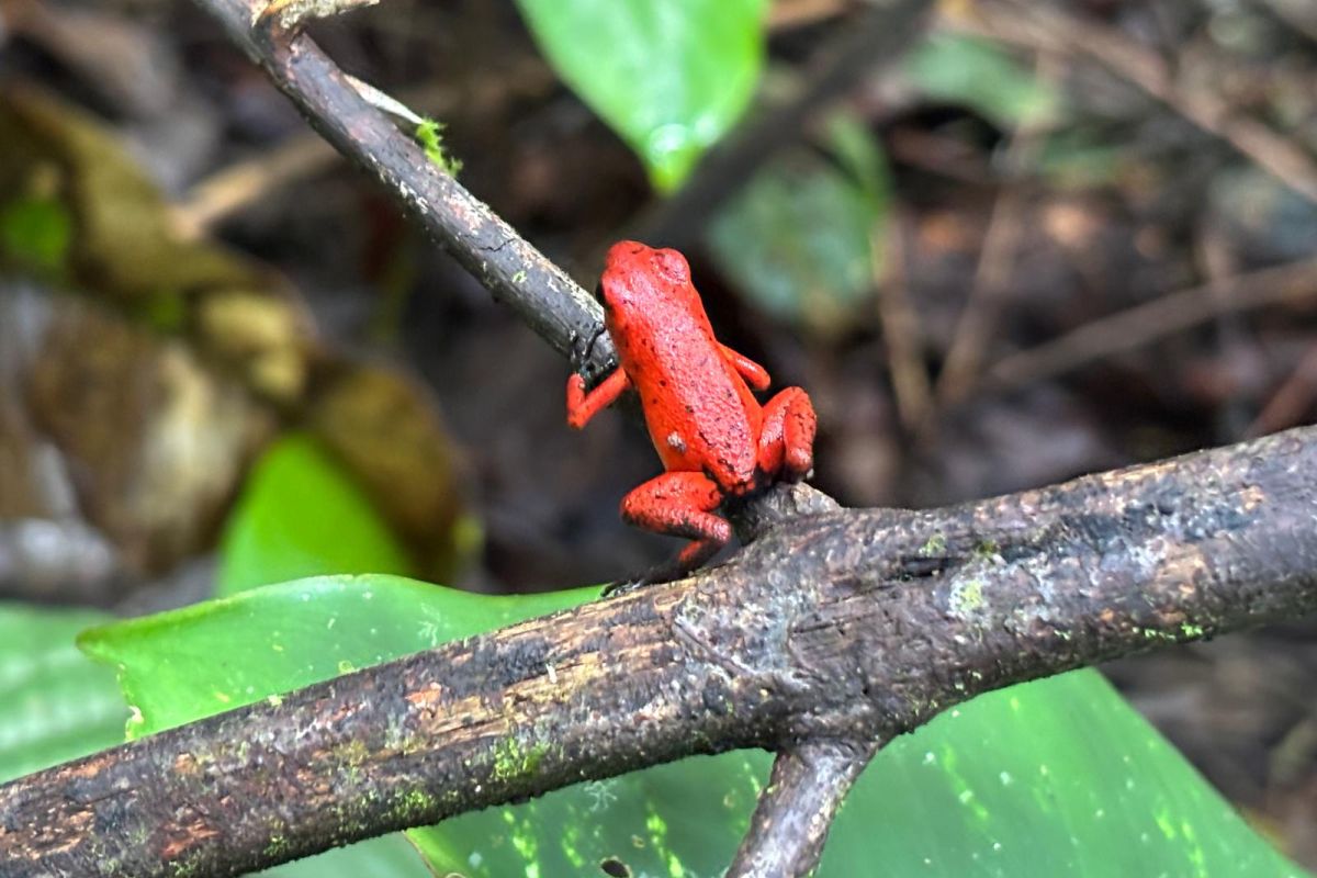 Ein kleiner roter Erdbeerfrosch klettert auf einem dünnen Ast im Regenwald während einer Naturreise in Costa Rica.