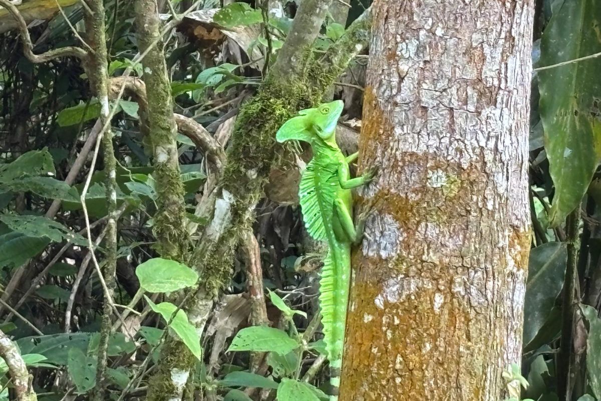 Ein leuchtend grüner Helmbasilisk klettert an einem Baumstamm im dichten Regenwald während einer Naturreise in Costa Rica.