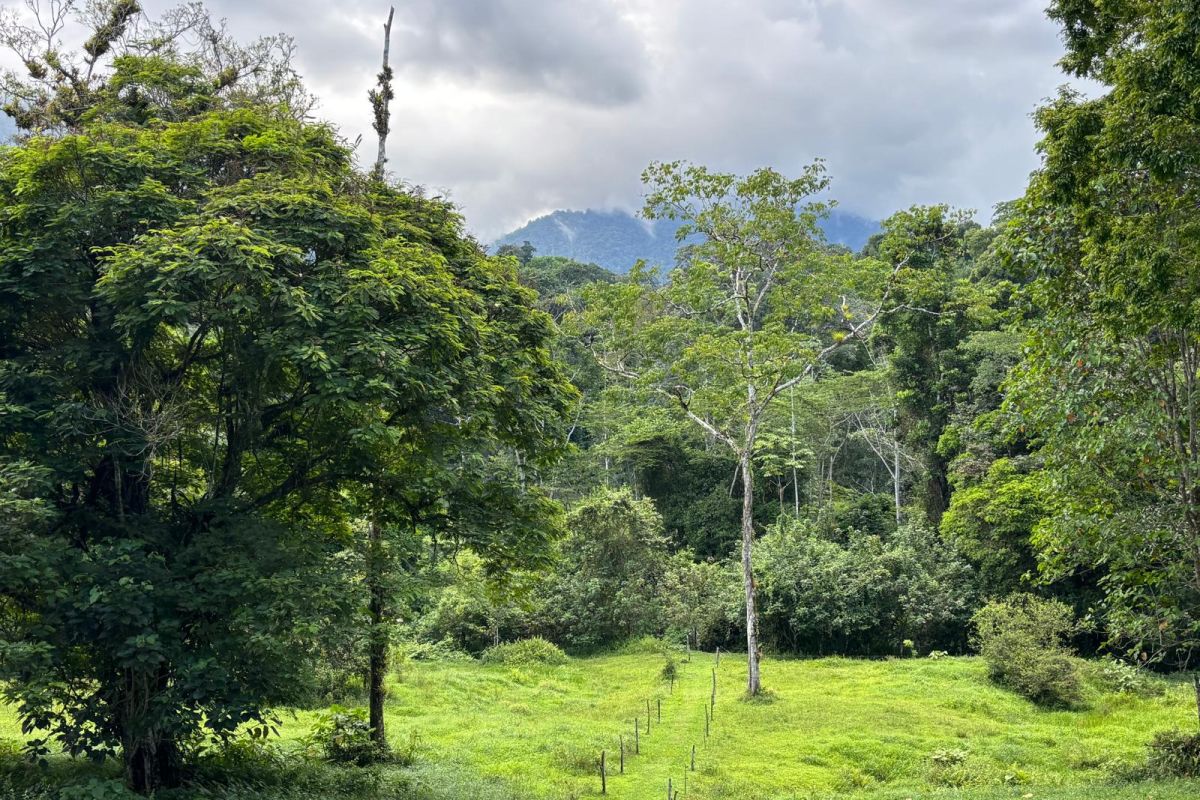 Grüne Wiesen- und Tropenwaldlandschaft mit hohen Bäumen vor bewölkten Bergen während einer Naturreise in Costa Rica.
