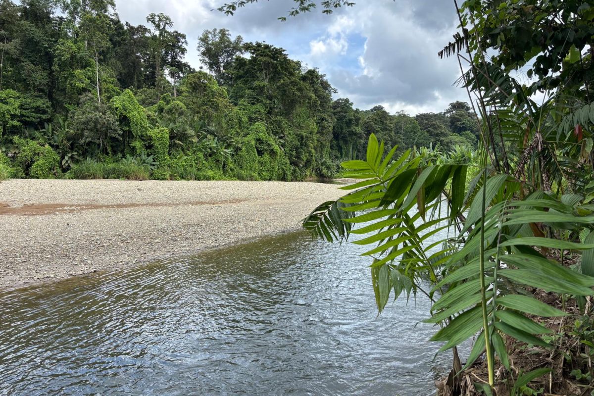 Breiter Flusslauf mit Kiesufer vor einer dichten Regenwaldkulisse während einer Naturreise in Costa Rica.