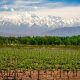Argentinien-Reise-Mendoza