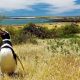 Argentinien-Reise-Punta-Tombo
