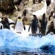 Chile-Kreuzfahrt-Antarctica-21