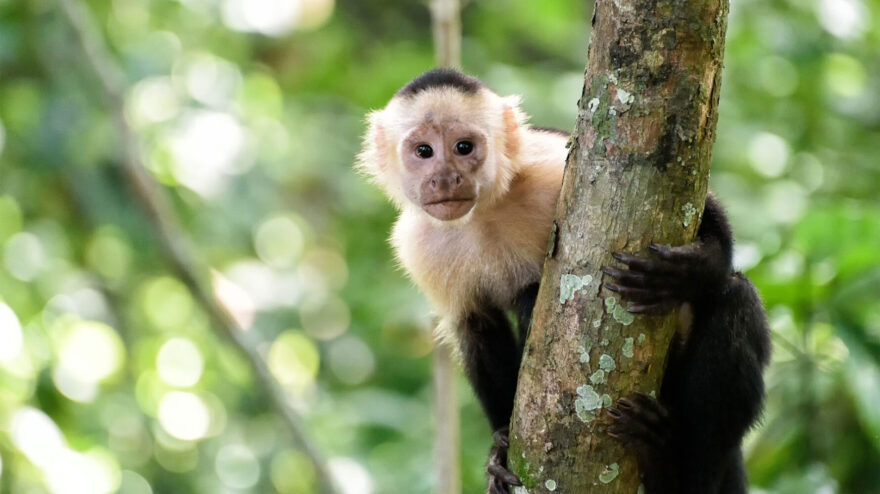 Ein Kapuzineraffe in Costa Rica, der sich mit seinem schwarzen Fell und seiner weißen Haube an einem Ast festhält.