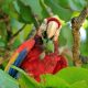 Costa-Rica-Reise-Corcovado-Nationalpark