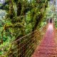 Costa-Rica-Reise-Nebelwald-Monteverde