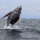 Costa-Rica-Reise-Wal-Delfin-Tour