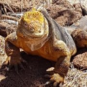 Galapagos-Reise-von-holdt-e1564586851985