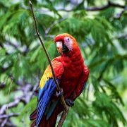 Hellroter-Ara-Costa-Rica
