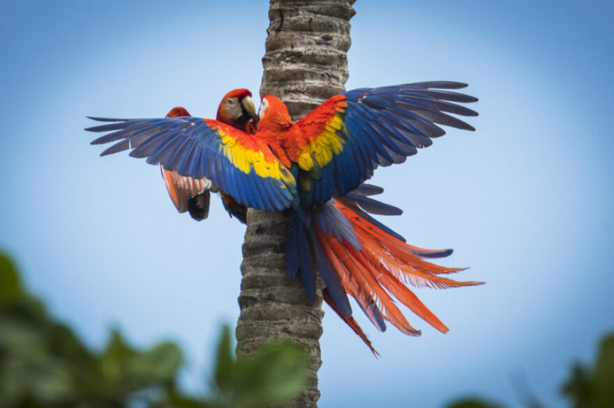 Ara in Costa Rica