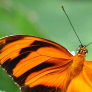 Schmetterling auf Costa Rica Reisen