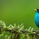 Nicaragua-Ornithologische-Rundreise-Gruppenreise