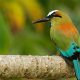 Ornithologische-Panama-Reise-Thumbnail
