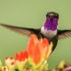 Ornithologische-Reise-Nordperu-napur-tours-Thumbnail