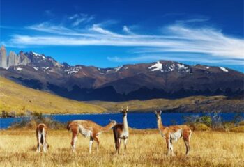 Argentinens Steppen, auf denen Guanakos weiden