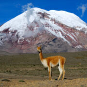 Vicuna_-_Chimborazo_Ecuador-e1556710030357