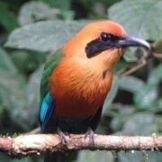 Vogelbeobachtung Costa Rica