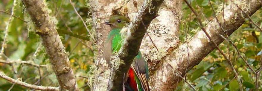 Cerro de la Muerte Paramo Region in Costa Rica