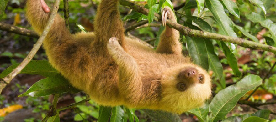 Ein Faultier hängt an einem Ast im Baum in der Region La Cruz, einem Geheimtipp in Costa Rica.