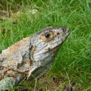 Iguana in Costa Rica