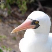 Maskentölpel auf Galapagos