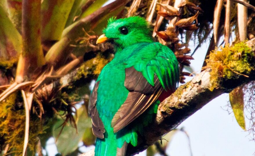 Quetzal