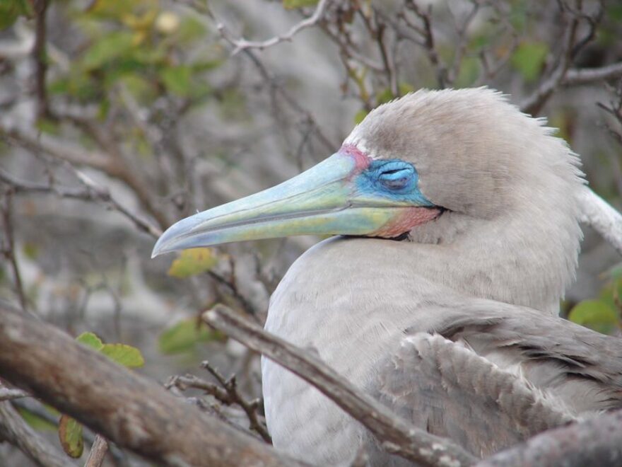 Rotfußtölpel auf den Galapagos Inseln