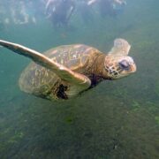 Tauchen in Belize