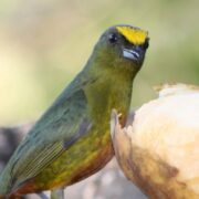 Große Naturreise Costa Rica Vogelbeobachtung