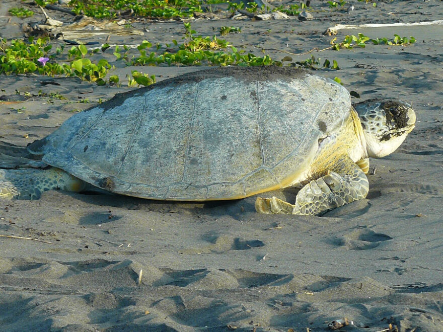 Tortuguero Nationalpark