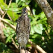 Vogelkunde Naturreise Costa Rica