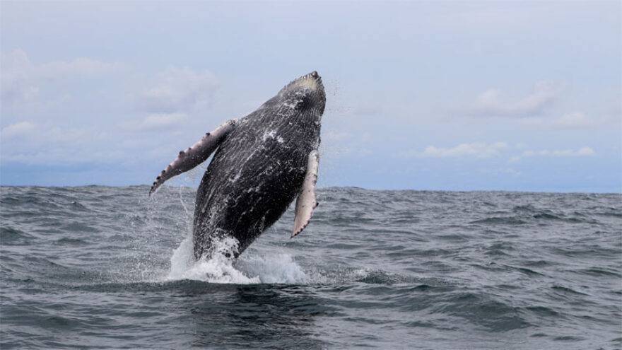 Wenn man Glück hat sieht man wie hier auf dem Bild während einer Walbeobachtung einen Buckelwal, der aus dem Wasser springt.
